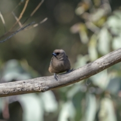 Artamus cyanopterus at Cavan, NSW - 6 Feb 2022 08:54 AM