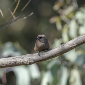 Artamus cyanopterus at Cavan, NSW - 6 Feb 2022 08:54 AM