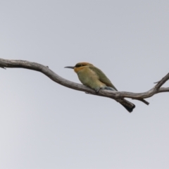 Merops ornatus (Rainbow Bee-eater) at Wee Jasper, NSW - 6 Feb 2022 by trevsci