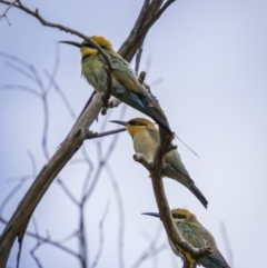 Merops ornatus at Wee Jasper, NSW - 6 Feb 2022