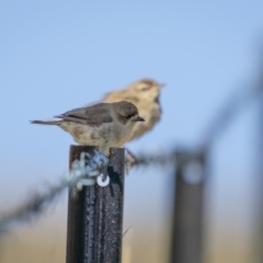 Aphelocephala leucopsis at Cavan, NSW - 6 Feb 2022