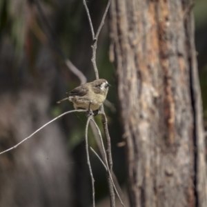 Aphelocephala leucopsis at Cavan, NSW - 6 Feb 2022