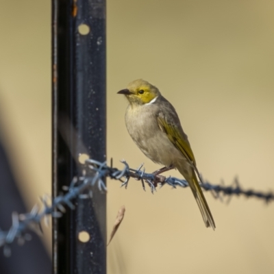 Ptilotula penicillata (White-plumed Honeyeater) at Cavan, NSW - 5 Feb 2022 by trevsci