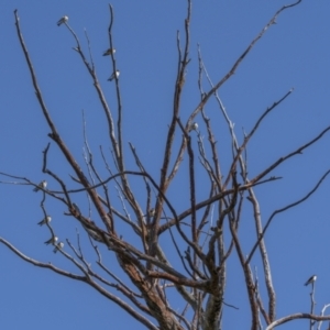 Petrochelidon nigricans at Cavan, NSW - 6 Feb 2022 09:36 AM