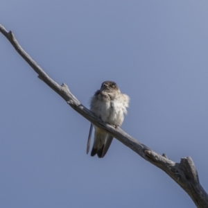 Petrochelidon nigricans at Cavan, NSW - 6 Feb 2022 09:36 AM