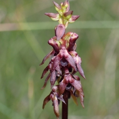 Corunastylis woollsii (Dark Midge Orchid) at Jerrawangala, NSW - 7 Feb 2022 by AnneG1