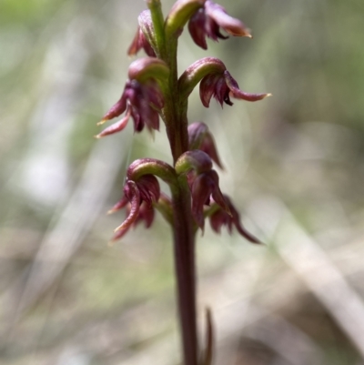 Corunastylis nuda (Tiny Midge Orchid) at Cotter River, ACT - 7 Feb 2022 by AJB