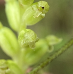 Microtis parviflora at Cotter River, ACT - 7 Feb 2022