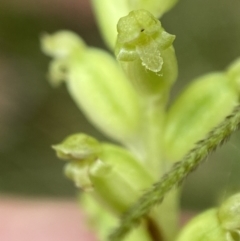 Microtis parviflora at Cotter River, ACT - 7 Feb 2022