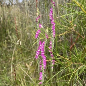 Spiranthes australis at Paddys River, ACT - suppressed