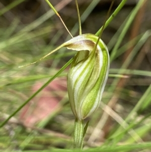 Diplodium fischii at suppressed - 7 Feb 2022