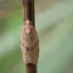 Merophyas divulsana (Lucerne Leafroller (Tortricinae, Archipini) at Murrumbateman, NSW - 30 Jan 2022 by SimoneC
