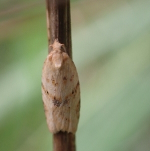 Merophyas divulsana at Murrumbateman, NSW - 30 Jan 2022