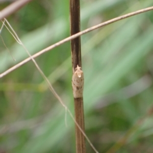 Merophyas divulsana at Murrumbateman, NSW - 30 Jan 2022