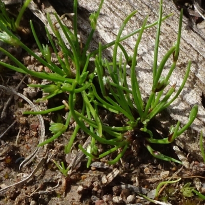 Isolepis sp. (Club-rush) at Molonglo Valley, ACT - 19 Sep 2020 by JanetRussell