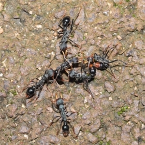 Myrmecia tarsata at Paddys River, ACT - 1 Feb 2022