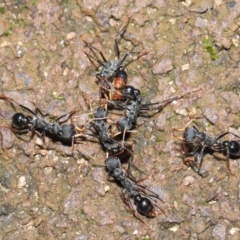 Myrmecia tarsata at Paddys River, ACT - 1 Feb 2022