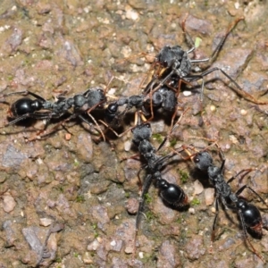 Myrmecia tarsata at Paddys River, ACT - 1 Feb 2022