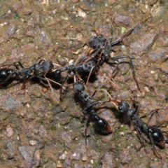 Myrmecia tarsata at Paddys River, ACT - 1 Feb 2022