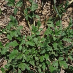 Erodium crinitum at Molonglo Valley, ACT - 19 Sep 2020 01:06 PM