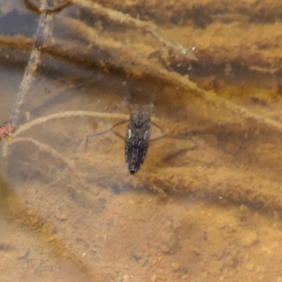 Notonectidae (family) (Backswimmer) at Rugosa - 7 Feb 2022 by SenexRugosus