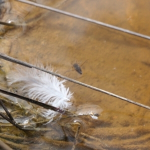 Notonectidae (family) at Yass River, NSW - 7 Feb 2022