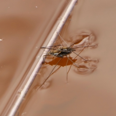 Tenagogerris euphrosyne (Water Strider) at Rugosa - 7 Feb 2022 by SenexRugosus