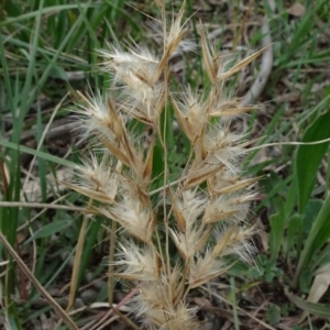 Rytidosperma sp. at Molonglo Valley, ACT - 19 Sep 2020