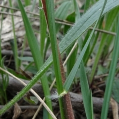 Rytidosperma sp. at Molonglo Valley, ACT - 19 Sep 2020