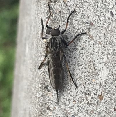 Cerdistus sp. (genus) (Slender Robber Fly) at Garran, ACT - 6 Feb 2022 by Tapirlord