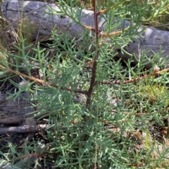 Cupressus arizonica (Arizona Cypress) at The Fair, Watson - 7 Feb 2022 by waltraud
