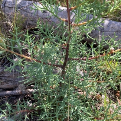 Cupressus arizonica (Arizona Cypress) at The Fair, Watson - 7 Feb 2022 by waltraud