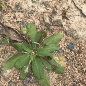 Solenogyne dominii at O'Malley, ACT - 5 Feb 2022