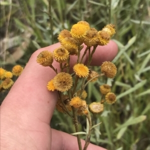 Chrysocephalum apiculatum at O'Malley, ACT - 5 Feb 2022