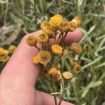 Chrysocephalum apiculatum (Common Everlasting) at O'Malley, ACT - 5 Feb 2022 by Tapirlord