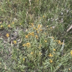 Chrysocephalum apiculatum at O'Malley, ACT - 5 Feb 2022