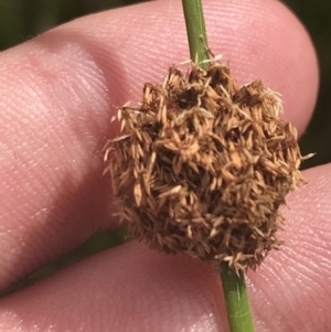 Ficinia nodosa at O'Malley, ACT - 5 Feb 2022