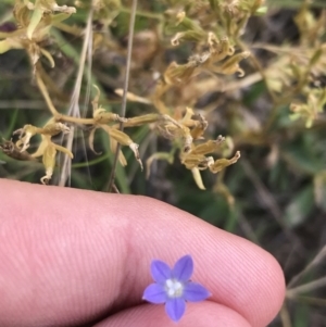 Wahlenbergia multicaulis at O'Malley, ACT - 5 Feb 2022