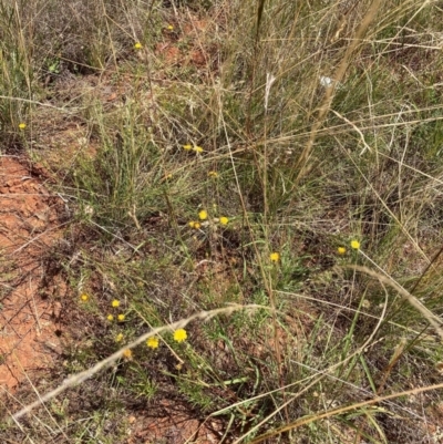 Rutidosis leptorhynchoides (Button Wrinklewort) at The Fair, Watson - 7 Feb 2022 by waltraud