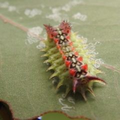 Doratifera quadriguttata (Four-spotted Cup Moth) at Kambah, ACT - 7 Feb 2022 by HelenCross