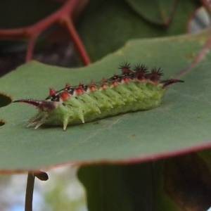 Doratifera quadriguttata at Kambah, ACT - 7 Feb 2022