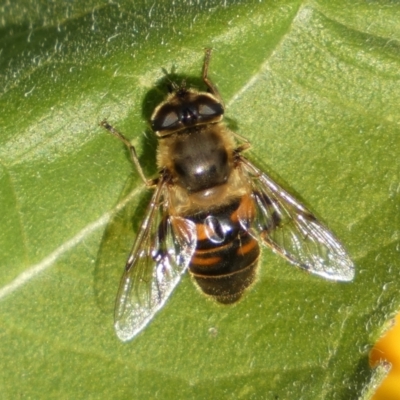 Eristalis tenax (Drone fly) at Burra, NSW - 7 Feb 2022 by SteveBorkowskis