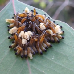 Perginae sp. (subfamily) (Unidentified pergine sawfly) at Kambah, ACT - 7 Feb 2022 by HelenCross