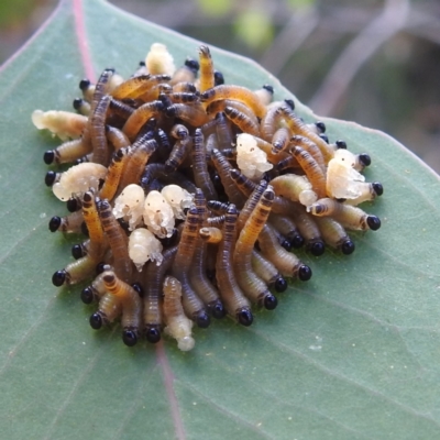Perginae sp. (subfamily) (Unidentified pergine sawfly) at Kambah, ACT - 7 Feb 2022 by HelenCross