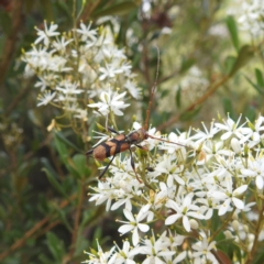 Aridaeus thoracicus at Kambah, ACT - 7 Feb 2022 04:44 PM