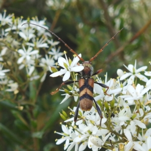 Aridaeus thoracicus at Kambah, ACT - 7 Feb 2022 04:44 PM