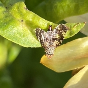 Austrotephritis sp. (genus) at Burra, NSW - suppressed