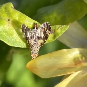 Austrotephritis sp. (genus) at Burra, NSW - suppressed