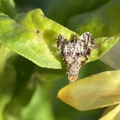 Austrotephritis sp. (genus) at Burra, NSW - suppressed