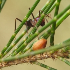 Iridomyrmex purpureus (Meat Ant) at Paddys River, ACT - 7 Feb 2022 by HelenCross